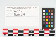 Etikett zu Schweinezahn (NHMW-PRAE-002238a)